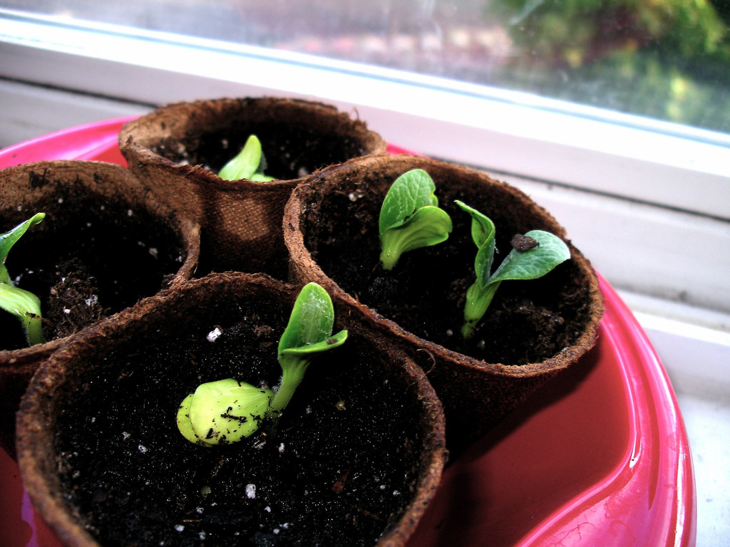 squash seedlings